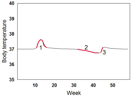 body temp graph