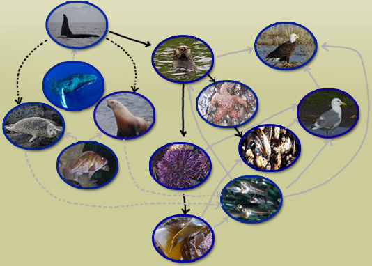 Food Webs