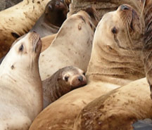 sea lion pup